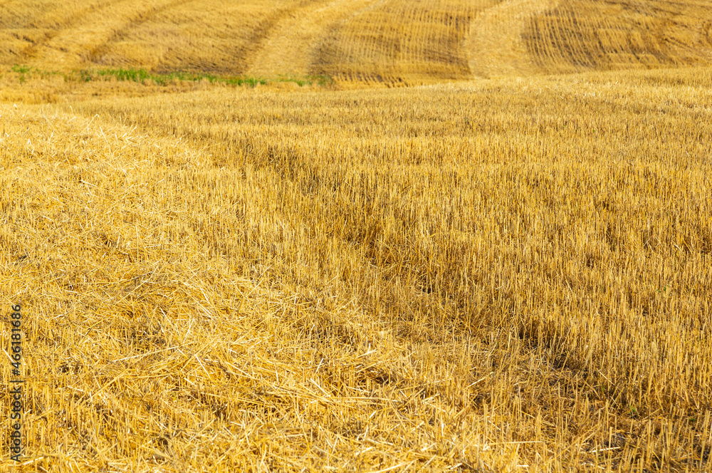 Fototapeta premium Agricultural fields of yellow harvested wheat. Aerial drone view. Beautiful summer landscape.