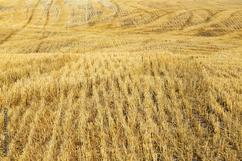 Agricultural fields of yellow harvested wheat. Aerial drone view. Beautiful summer landscape