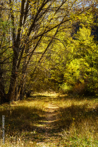 Leafy path through the forest trees on a lovely autumnal day. © josemiguelsangar