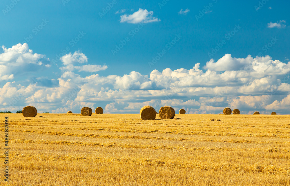 Bales of straw background with copy space. Lots of bales of straw at the agricultural field. Authentic farm series