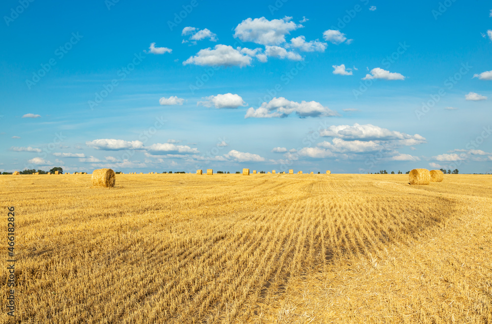 mown yellow wheat in a field of agricultural land, summer landscape with clouds, harvesting concept