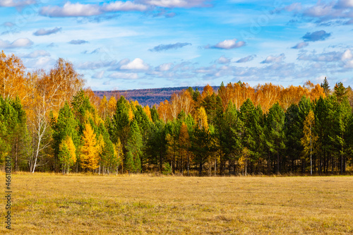 beautiful autumn forest on a sunny day, forest landscape with blue sky,