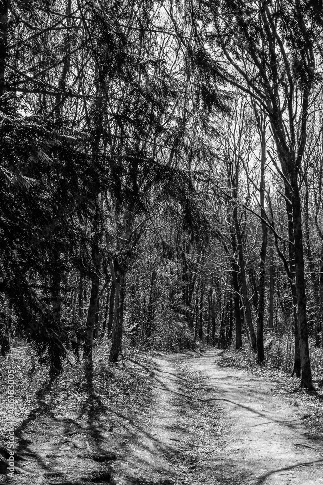 Obraz premium forest in winter