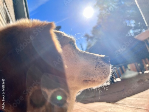 Dog in the Sun