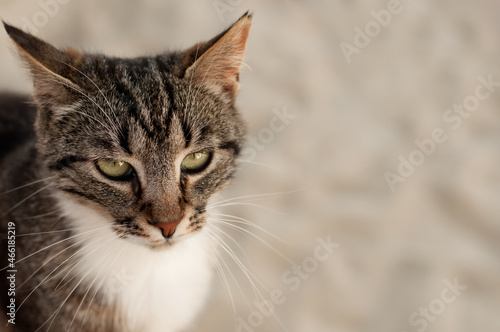 A cat with a striped coloring and a white breast stares intently ahead on a light background with a place for text © Яна Скиданенко