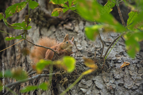 squirrel on a tree © Krzysztof