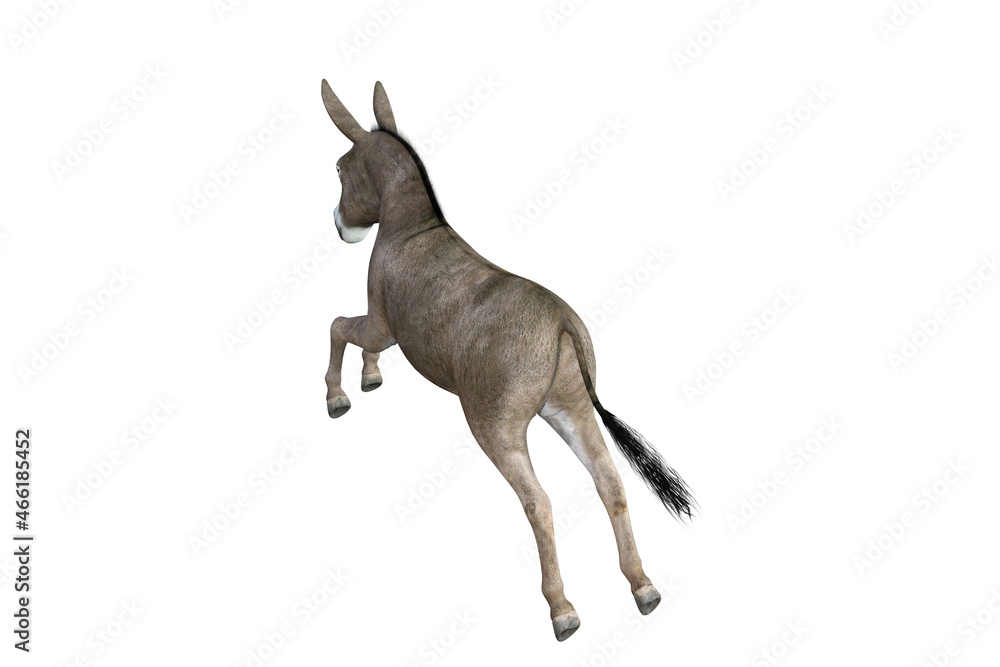 Photo-realistic illustration of the donkey with different poses and angles. 3D rendering illustration. Photo-realistic illustration of the donkey with different poses and angles. 3D rendering illustration.