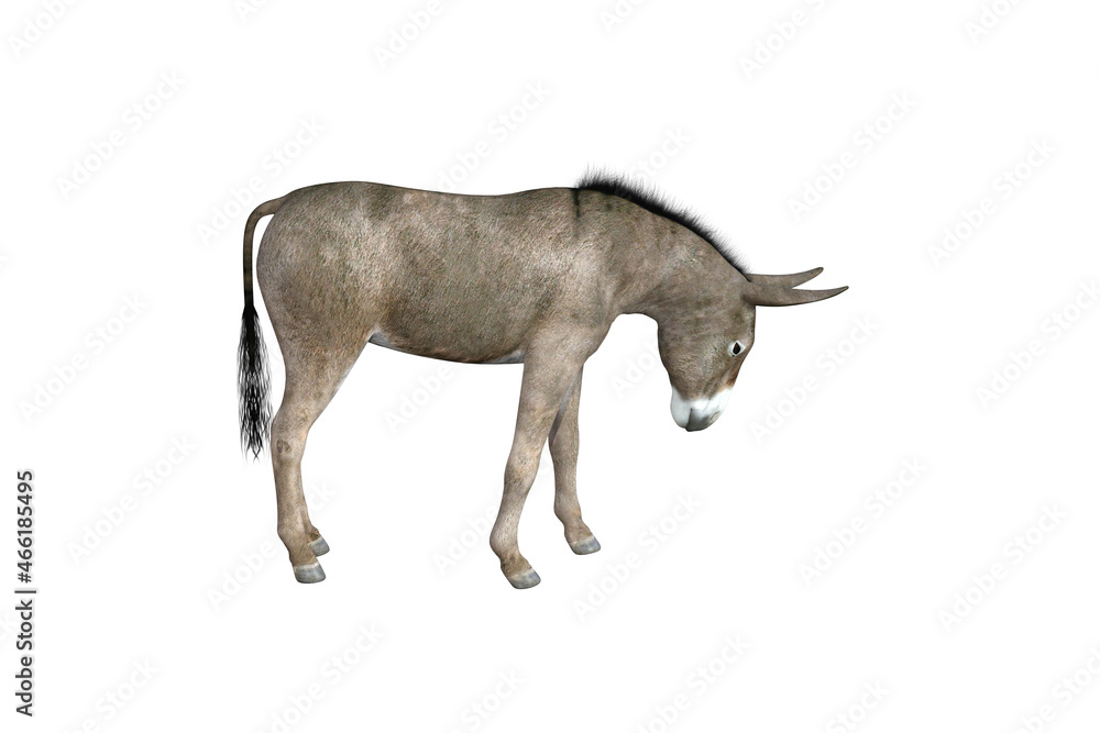 Fototapeta premium Photo-realistic illustration of the donkey with different poses and angles. 3D rendering illustration.