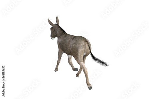 Photo-realistic illustration of the donkey with different poses and angles. 3D rendering illustration.