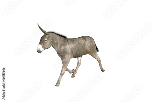 Photo-realistic illustration of the donkey with different poses and angles. 3D rendering illustration. © W.S. Coda