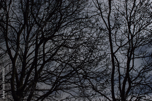 Tree Silhouette © Tom
