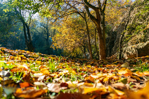 Photo of fallen leaves during fall, photo taken near Hotnitsa waterfall