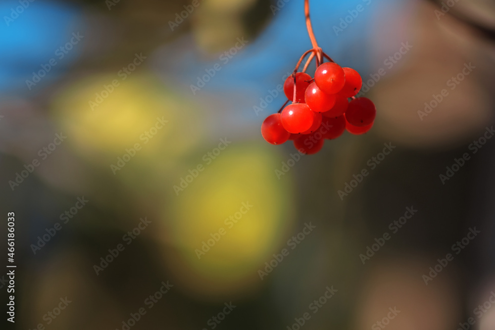 Bunch of red ripe viburnum opulus berries on branch in sunlight on blurred autumn background. Closeup of guelder rose. Copy space.