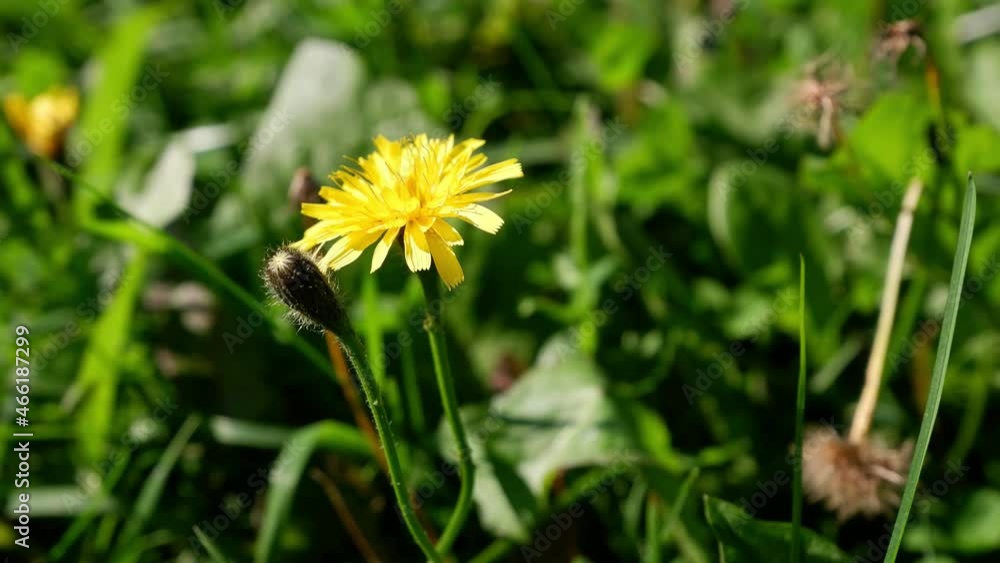 Yellow dandelion on a blurred background moves in the wind Yellow dandelion on a blurred background moves in the wind