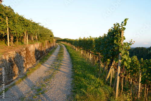 chemin au milieu des vignes au coucher de soleil