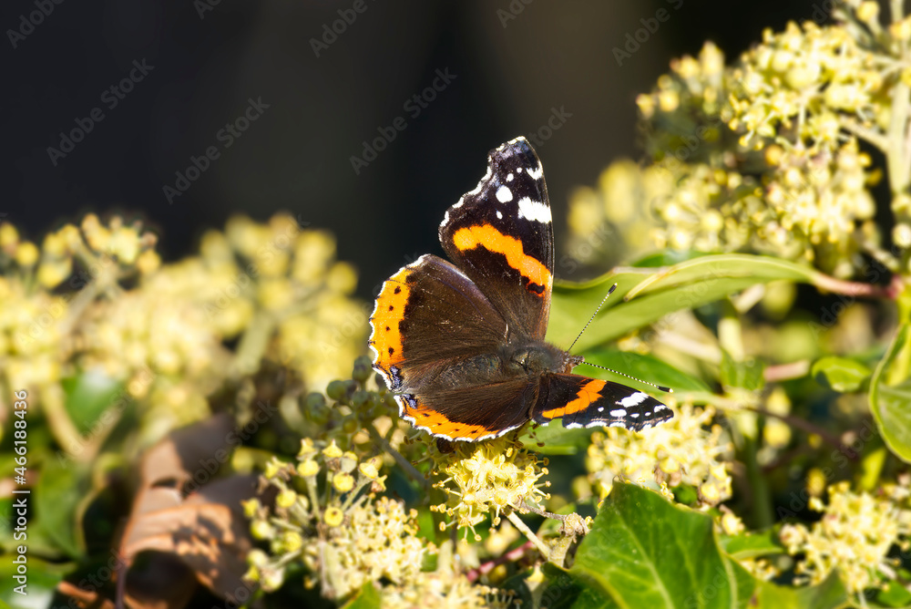 Red admiral butterfly (Vanessa Atalanta) with open wings perched on hedge (hedera helix) in Zurich, Switzerland Red admiral butterfly (Vanessa Atalanta) with open wings perched on hedge (hedera helix) in Zurich, Switzerland