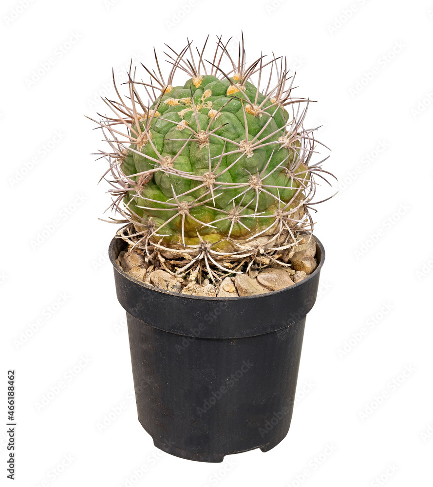 Cactus Gymnocalycium Saglione V. Tilcarense 1987 (Latin Name) Grows in A Flowerpot in A Home Collection. Cut On White Background Cactus Gymnocalycium Saglione V. Tilcarense 1987 (Latin Name) Grows in A Flowerpot in A Home Collection. Cut On White Background