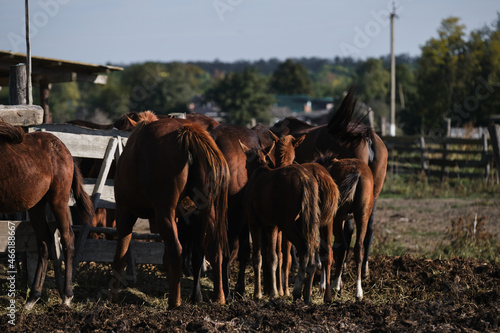 Country life in fresh air and horse farm with thoroughbred stallions. Horse family stands behind fence and eats hay with their asses turned with their tails. Lots of brown little and big foals.