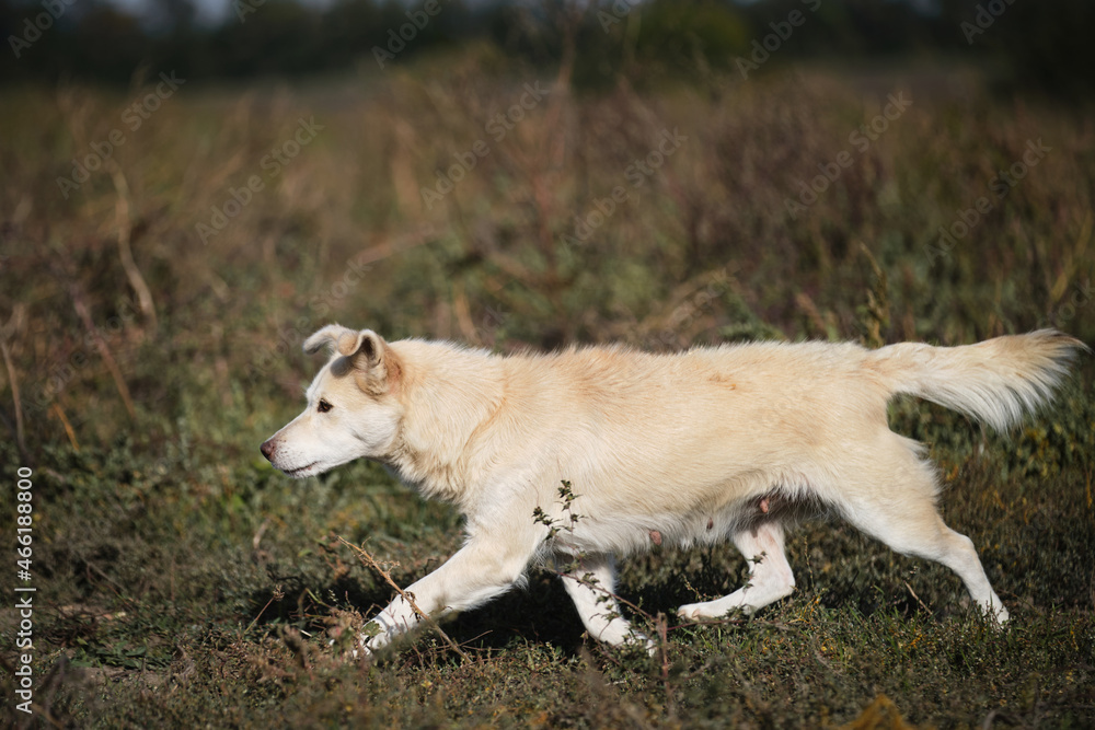 Little white dog mongrel girl walks in fresh air among yellow green tall grass. Mixed breed dog with funny face and protruding ears. Pet trots and looks attentively into distance. Little white dog mongrel girl walks in fresh air among yellow green tall grass. Mixed breed dog with funny face and protruding ears. Pet trots and looks attentively into distance.
