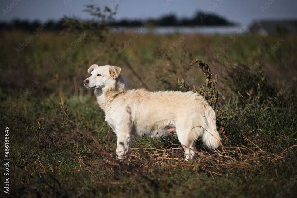 Little white dog mongrel girl walks in fresh air among yellow green tall grass. Mixed breed dog with funny face and protruding ears. Pet stands and looks attentively into the distance.
