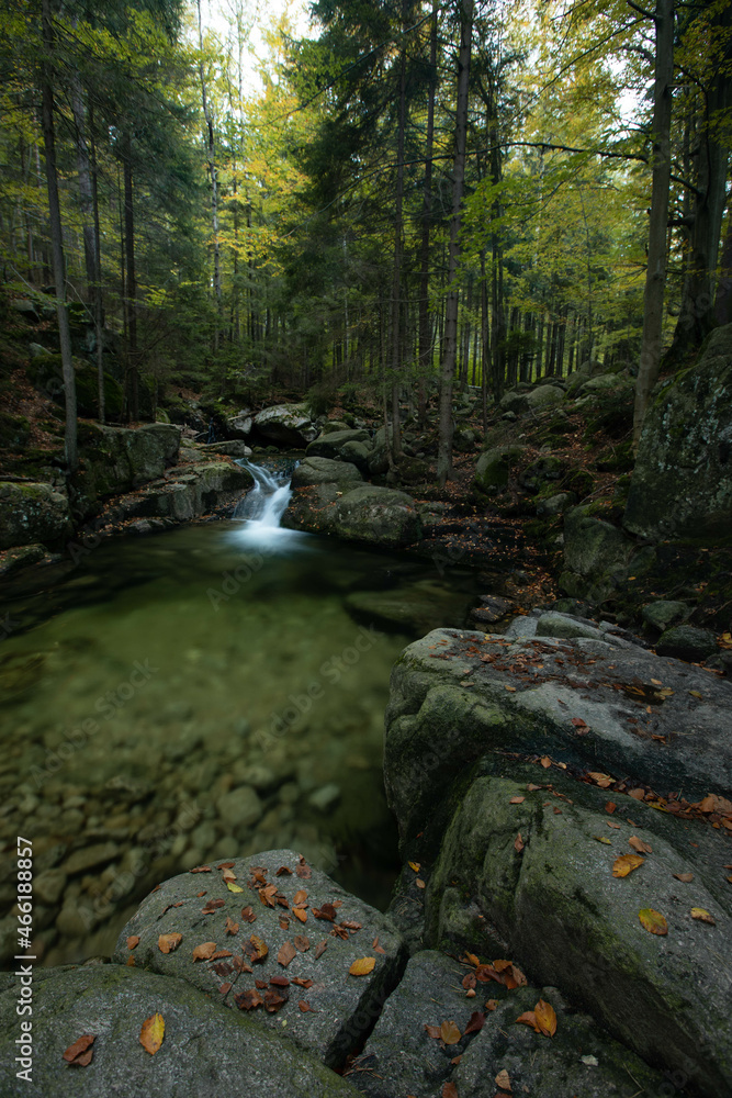 Fototapeta premium stream in the forest