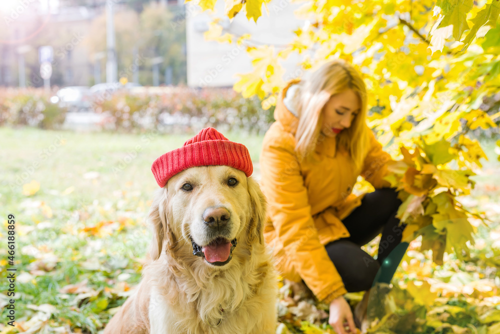 happy woman with her retriever among yellow autumn leaves. happy woman with her retriever among yellow autumn leaves.