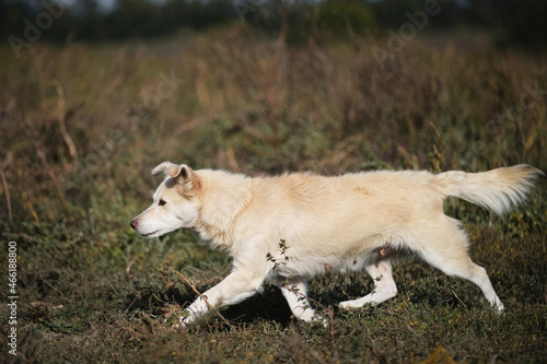 Little white dog mongrel girl walks in fresh air among yellow green tall grass. Mixed breed dog with funny face and protruding ears. Pet trots and looks attentively into distance.