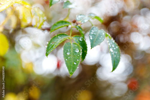 Beautiful green leaf texture with drops of water.