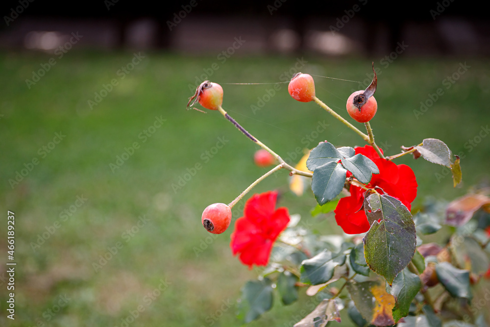 Obraz premium Blooming rosehip flower, beautiful red flower on a bush branch