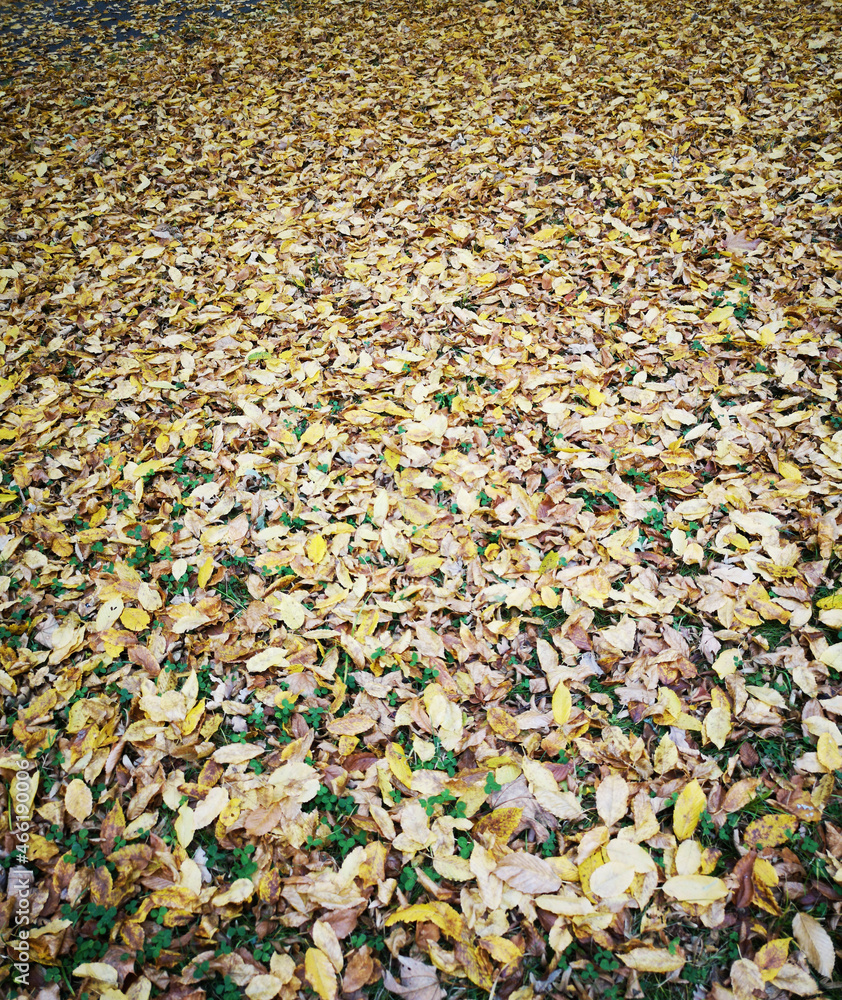 autumn leaves on the ground autumn leaves on the ground