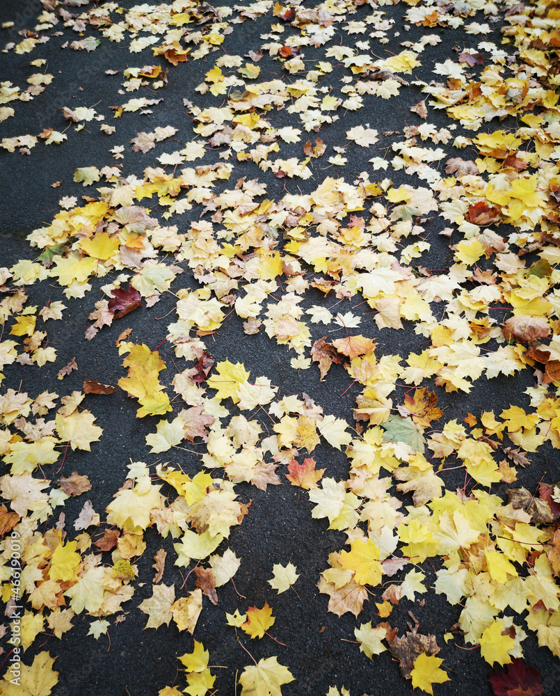 autumn leaves on the ground autumn leaves on the ground