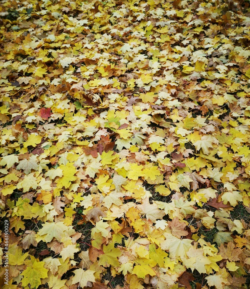 autumn leaves on the ground autumn leaves on the ground