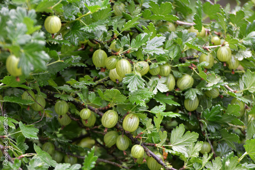 Branch of gooseberries with berries