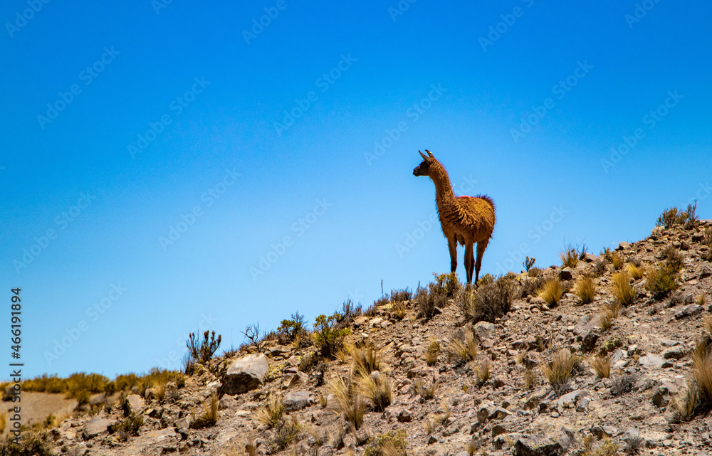 llama, auquénido, alpaca, sierra peruana, llamas llama, auquénido, alpaca, sierra peruana, llamas