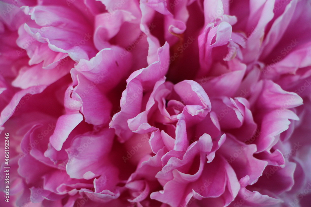pink peony flower petals closeup macro romantic background