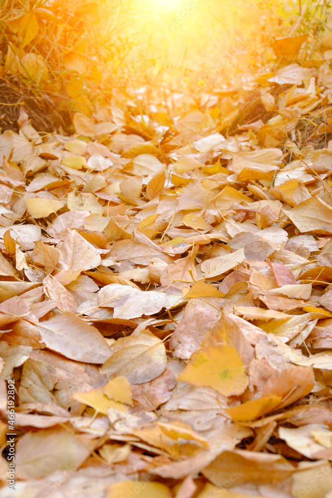 Fallen autumn foliage on a bright sunny day, with a sunny glow. Fallen autumn foliage on a bright sunny day, with a sunny glow.