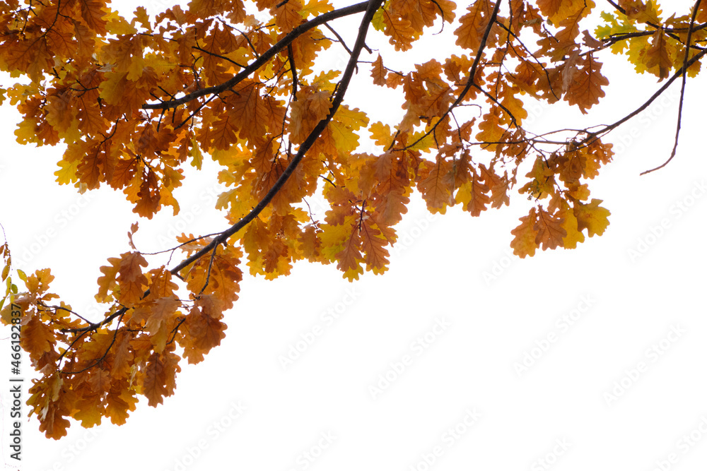 Oak branches with yellowed foliage with the onset of autumn, on a white background.