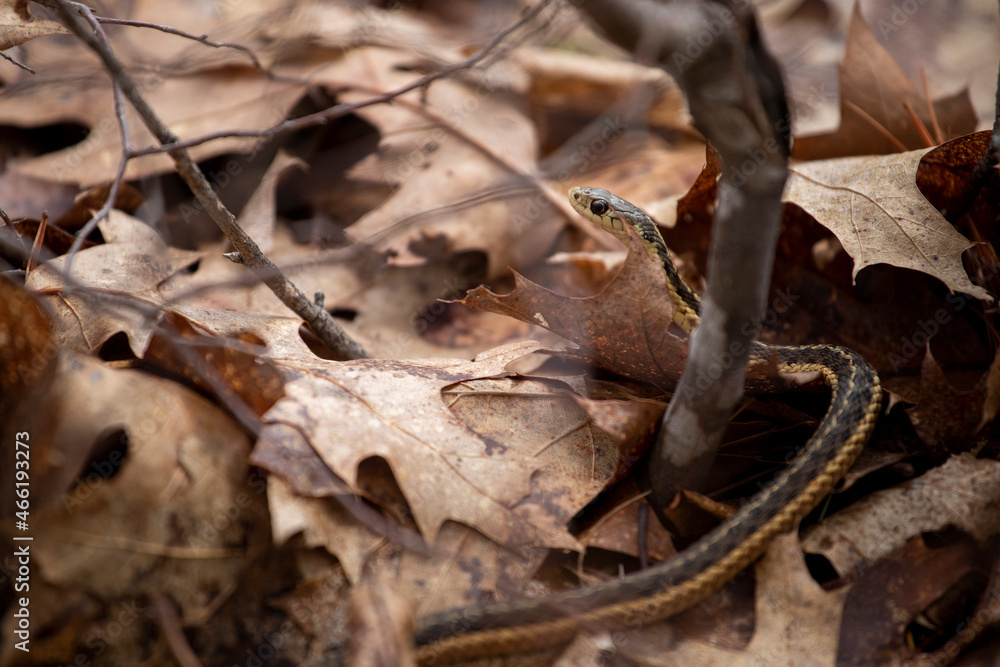 Fototapeta premium Gardner Snake hidden in leaves 1