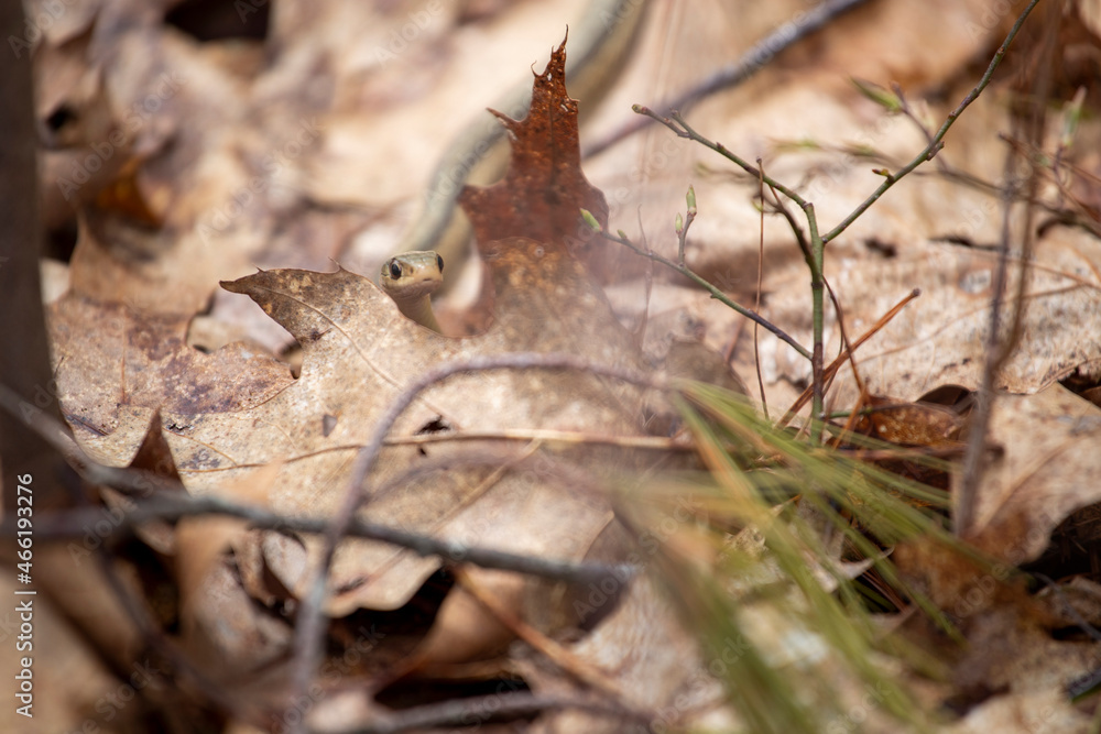 Gardner Snake hidden in leaves 2 Gardner Snake hidden in leaves 2