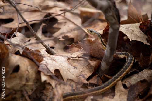Gardner Snake hidden in leaves 1