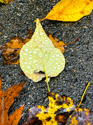 autumn leaves in water