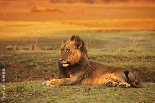 A Lion male (Panthera leo) lying in dry grassland and looking for the rest of his pride in dark night.