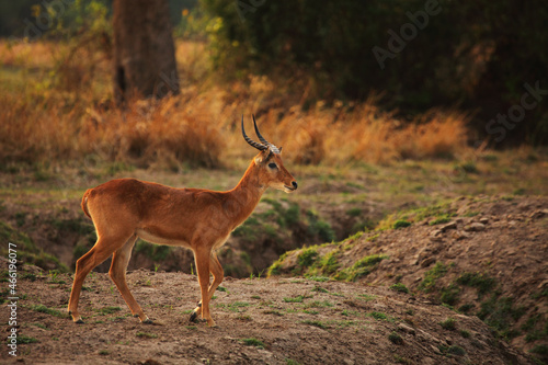 The  lechwe (Kobus leche), also know as puku, male walking in the dry bush. photo