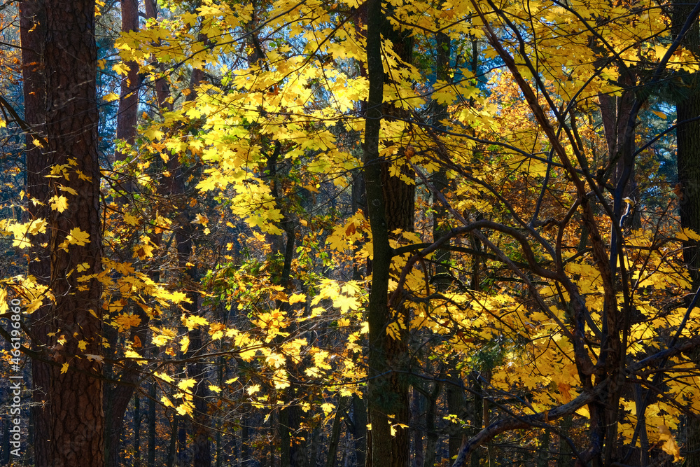 Autumn forest, leaves, yellow, orange, sun