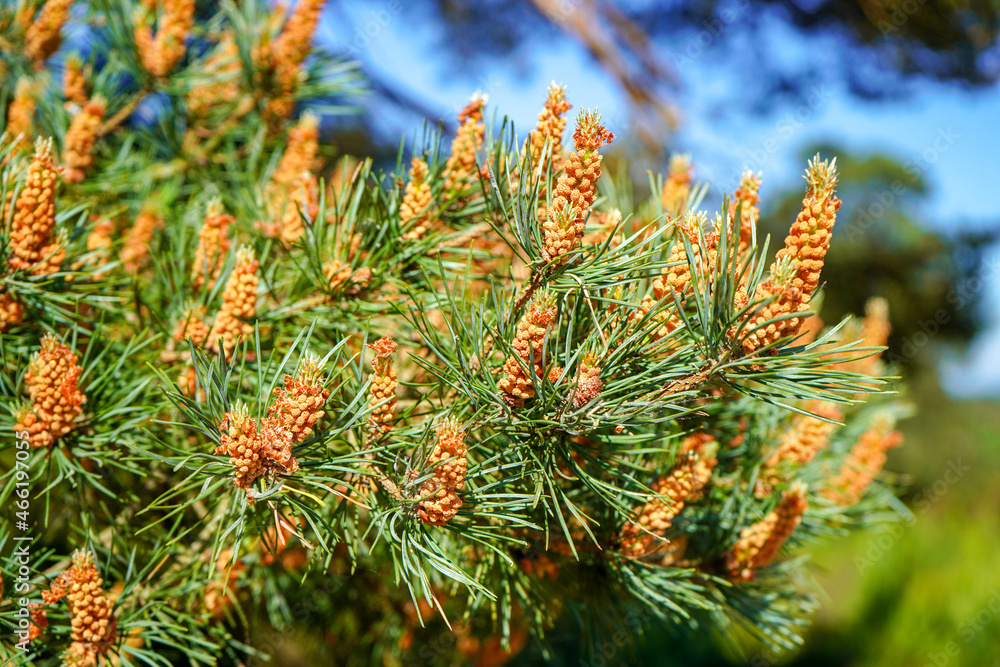 Close up of pine tree flowers Close up of pine tree flowers