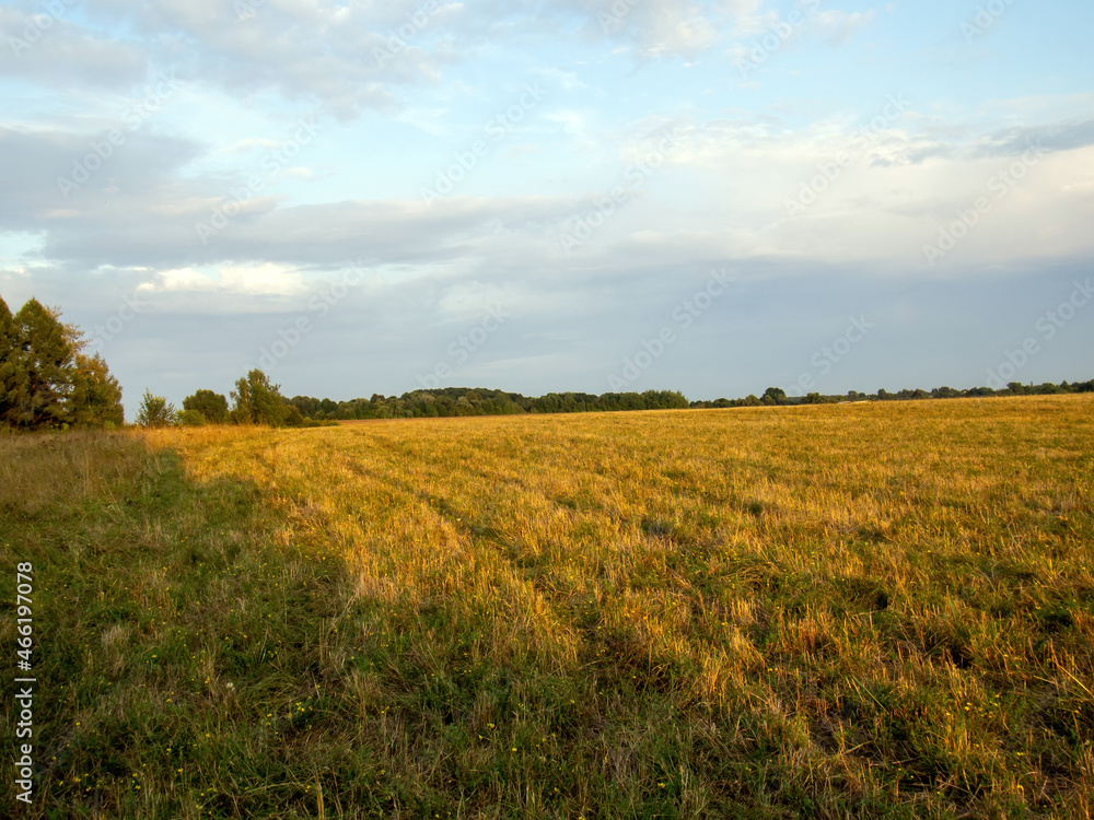 mowed field with wheat at sunset