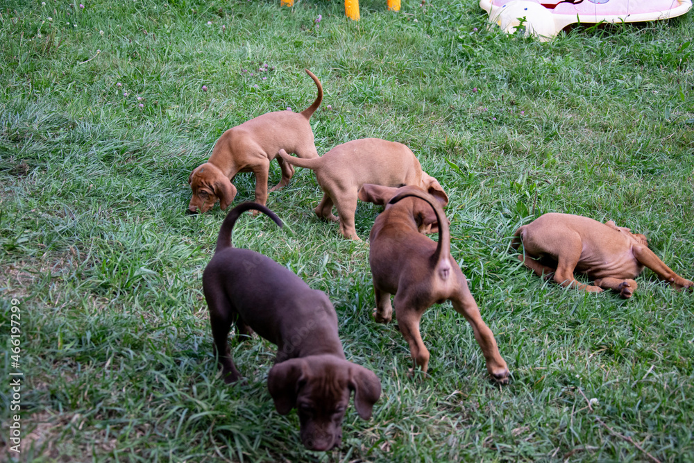 two dogs playing