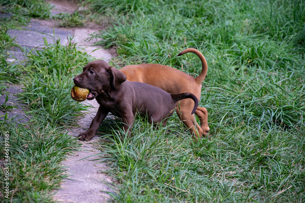 dog in the grass