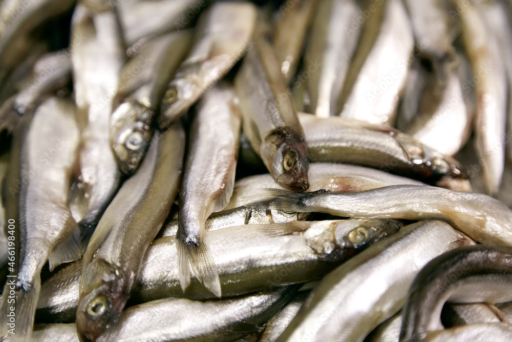 Obraz premium Сapelin fish on a shop display close-up. Fish supermarket. A wide variety of fish. Fish background close up