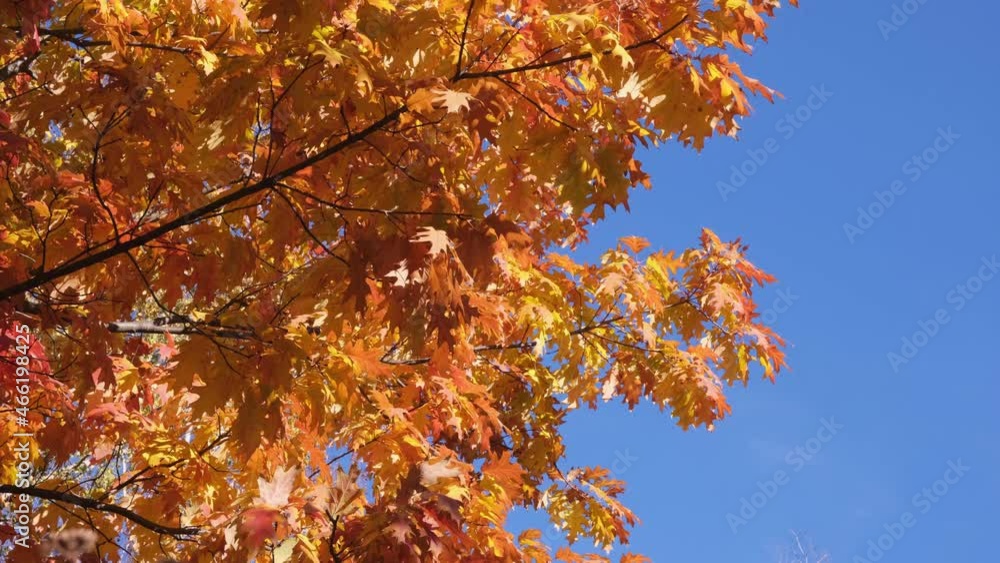 Autumn oak tree with bright yellow and orange foliage. Autumn oak tree with bright yellow and orange foliage.